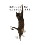 やる気のない猫のしょこたん（個別スタンプ：4）