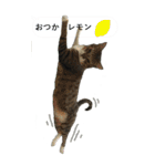 やる気のない猫のしょこたん（個別スタンプ：5）