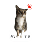 やる気のない猫のしょこたん（個別スタンプ：6）