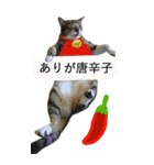 やる気のない猫のしょこたん（個別スタンプ：7）