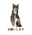 やる気のない猫のしょこたん（個別スタンプ：8）