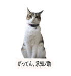 やる気のない猫のしょこたん（個別スタンプ：9）