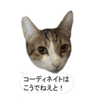 やる気のない猫のしょこたん（個別スタンプ：10）