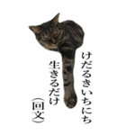 やる気のない猫のしょこたん（個別スタンプ：11）