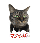 やる気のない猫のしょこたん（個別スタンプ：12）