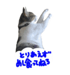 やる気のない猫のしょこたん（個別スタンプ：14）