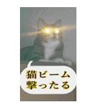 やる気のない猫のしょこたん（個別スタンプ：16）