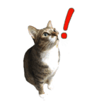 やる気のない猫のしょこたん（個別スタンプ：17）