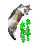 やる気のない猫のしょこたん（個別スタンプ：18）