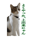 やる気のない猫のしょこたん（個別スタンプ：21）