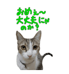 やる気のない猫のしょこたん（個別スタンプ：24）