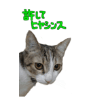 やる気のない猫のしょこたん（個別スタンプ：25）