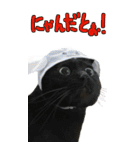 やる気のない猫のしょこたん（個別スタンプ：26）