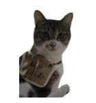 やる気のない猫のしょこたん（個別スタンプ：27）
