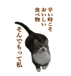 やる気のない猫のしょこたん（個別スタンプ：28）