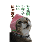 やる気のない猫のしょこたん（個別スタンプ：29）