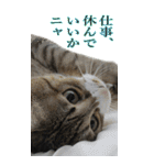 やる気のない猫のしょこたん（個別スタンプ：30）