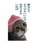 やる気のない猫のしょこたん（個別スタンプ：31）