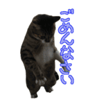 やる気のない猫のしょこたん（個別スタンプ：32）