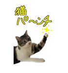 やる気のない猫のしょこたん（個別スタンプ：35）