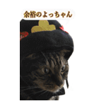 やる気のない猫のしょこたん（個別スタンプ：37）