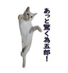 やる気のない猫のしょこたん（個別スタンプ：38）