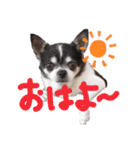 チワワのらいくん2（個別スタンプ：1）