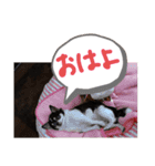 チワワのらいくん2（個別スタンプ：2）