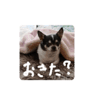 チワワのらいくん2（個別スタンプ：3）
