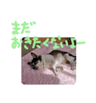 チワワのらいくん2（個別スタンプ：4）