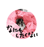 チワワのらいくん2（個別スタンプ：5）