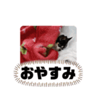 チワワのらいくん2（個別スタンプ：7）