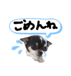 チワワのらいくん2（個別スタンプ：14）