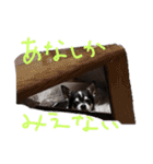 チワワのらいくん2（個別スタンプ：19）