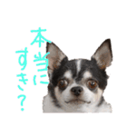 チワワのらいくん2（個別スタンプ：20）