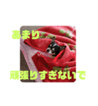 チワワのらいくん2（個別スタンプ：23）
