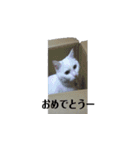 リアル猫のみーちゃん（個別スタンプ：9）