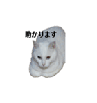 リアル猫のみーちゃん（個別スタンプ：16）