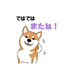 私の柴犬さん【毎日便利】（個別スタンプ：3）