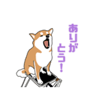 私の柴犬さん【毎日便利】（個別スタンプ：5）