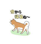 私の柴犬さん【毎日便利】（個別スタンプ：8）