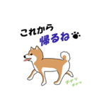 私の柴犬さん【毎日便利】（個別スタンプ：9）