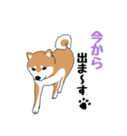 私の柴犬さん【毎日便利】（個別スタンプ：10）