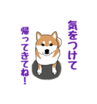 私の柴犬さん【毎日便利】（個別スタンプ：11）