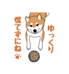 私の柴犬さん【毎日便利】（個別スタンプ：13）