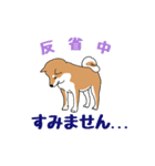 私の柴犬さん【毎日便利】（個別スタンプ：15）