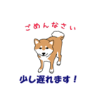 私の柴犬さん【毎日便利】（個別スタンプ：16）