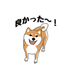 私の柴犬さん【毎日便利】（個別スタンプ：21）