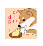 私の柴犬さん【毎日便利】（個別スタンプ：25）