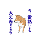 私の柴犬さん【毎日便利】（個別スタンプ：29）